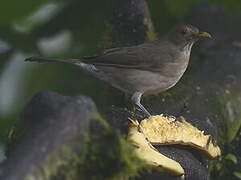 Ecuadorian Thrush