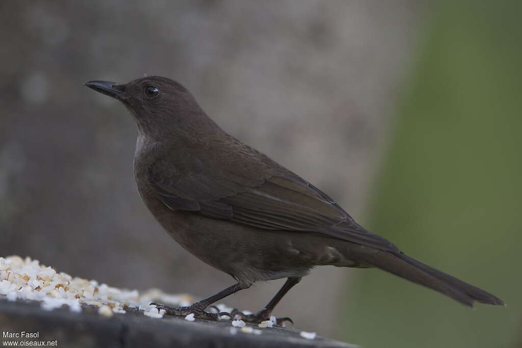 Merle de montagneadulte, identification