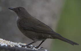 Mountain Thrush