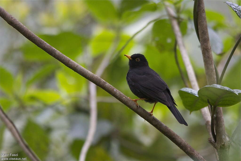 Black Thrush male adult, identification