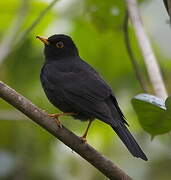 Black Thrush