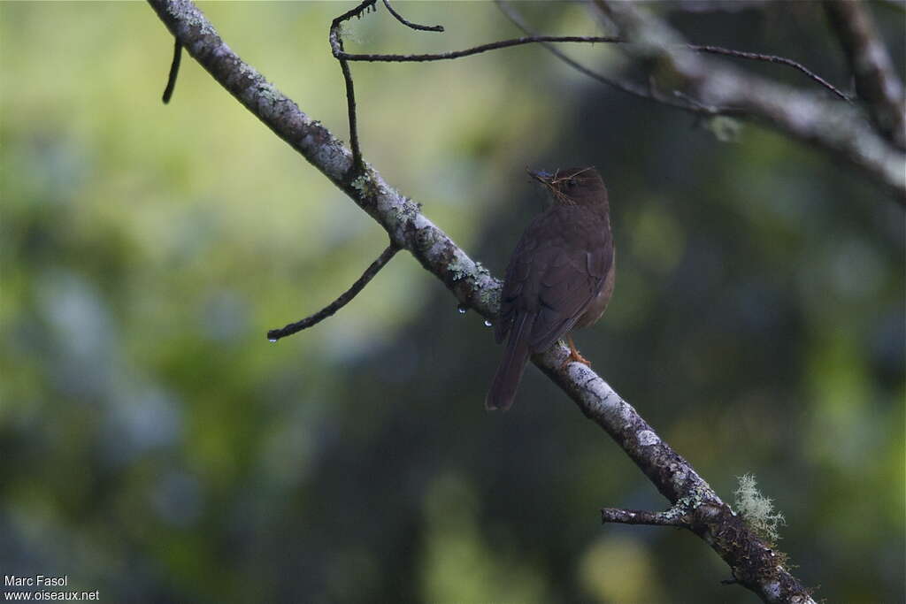 Black Thrush female adult, Reproduction-nesting