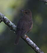 Black Thrush