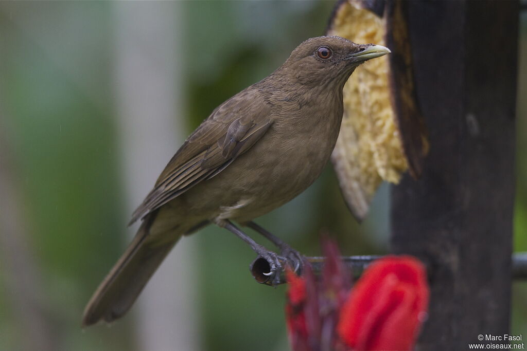 Clay-colored Thrushadult, identification, Behaviour