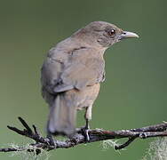 Clay-colored Thrush