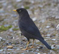 Sooty Thrush