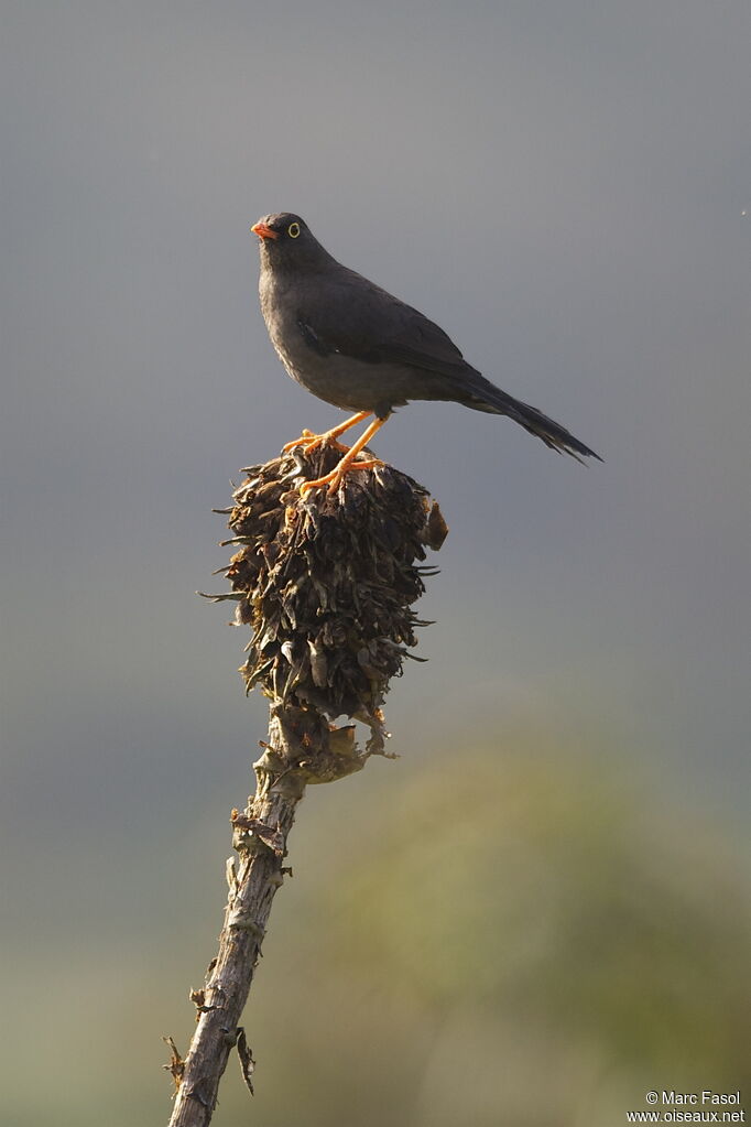 Great Thrush male adult, identification