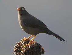 Great Thrush