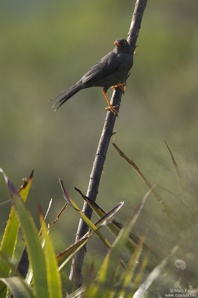 Merle géant mâle adulte, identification