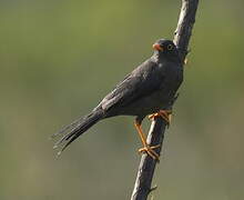 Great Thrush