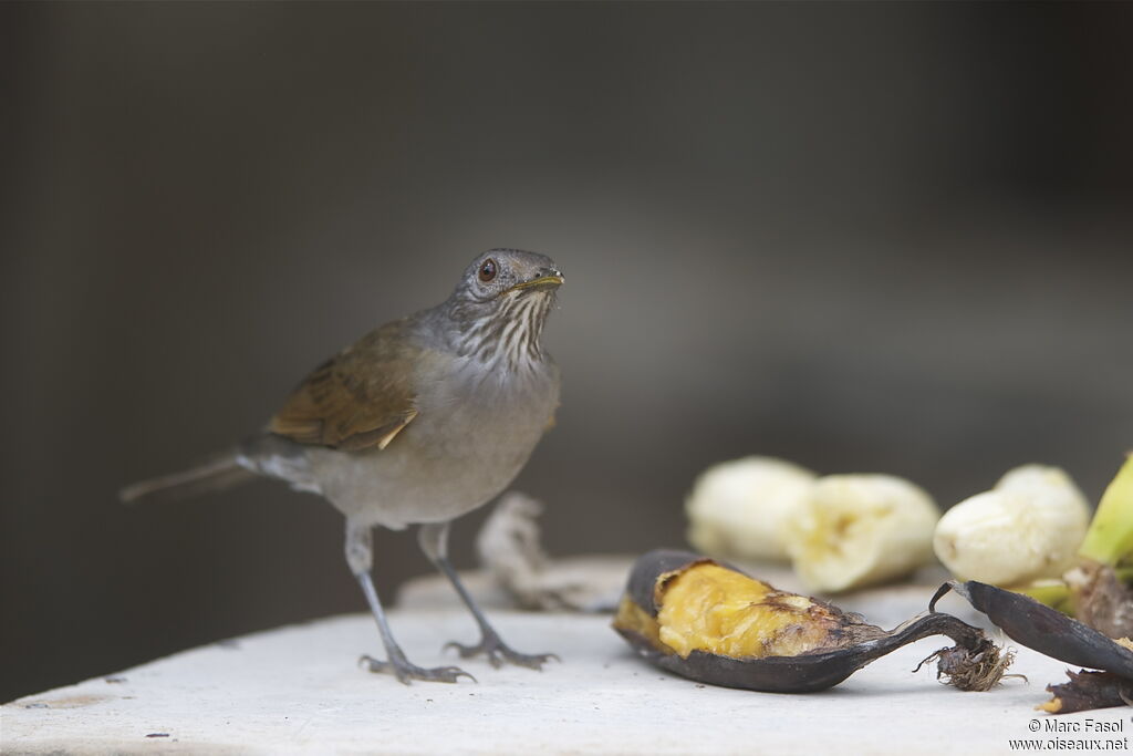 Pale-breasted Thrushadult, identification, Behaviour