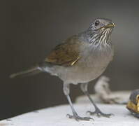 Pale-breasted Thrush