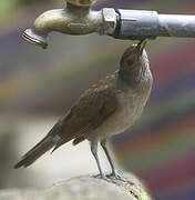 Pale-breasted Thrush