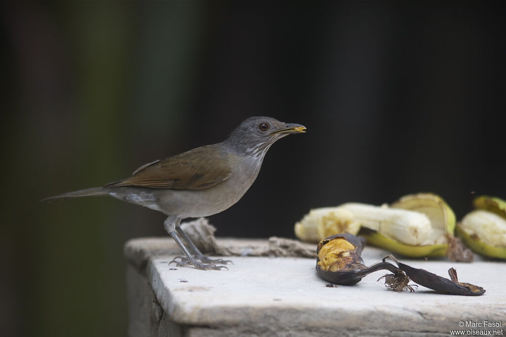 Pale-breasted Thrushadult, identification, feeding habits, Behaviour