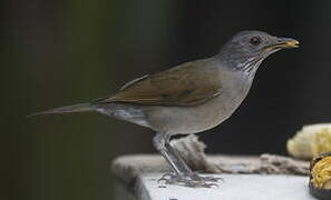 Pale-breasted Thrush