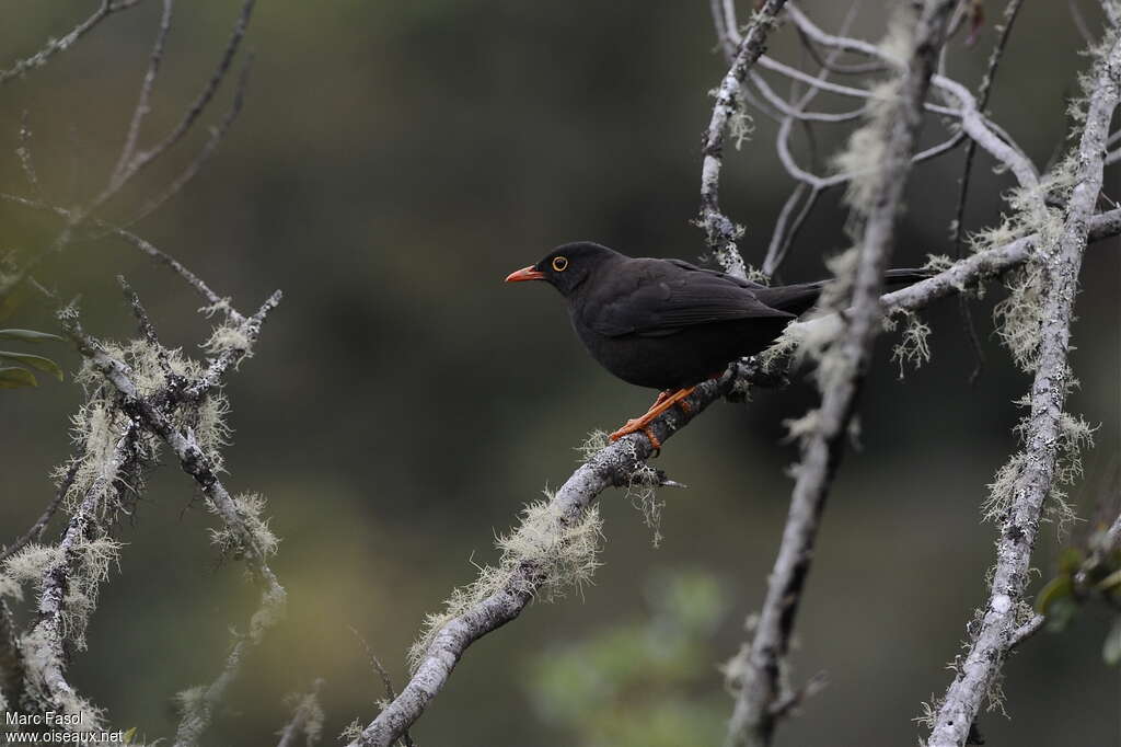 Glossy-black Thrush male adult, habitat, pigmentation, Behaviour