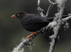 Glossy-black Thrush