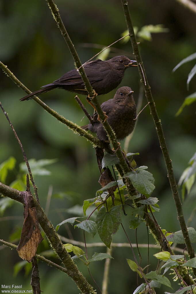 Glossy-black Thrush, pigmentation, feeding habits, Reproduction-nesting