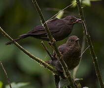 Glossy-black Thrush