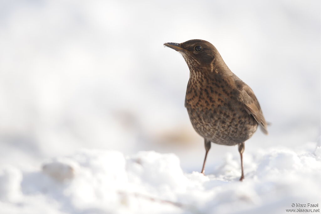 Common Blackbird female adult post breeding, identification