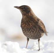 Common Blackbird