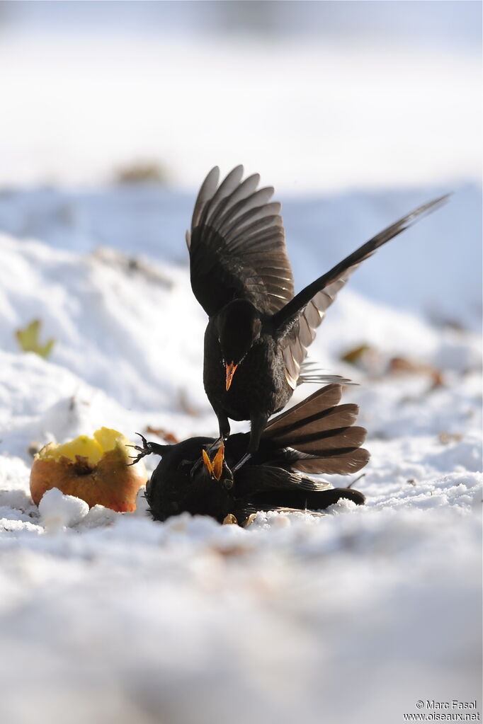 Common Blackbird male adult post breeding, feeding habits, Behaviour