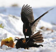 Common Blackbird