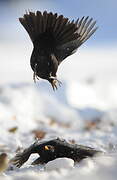 Common Blackbird