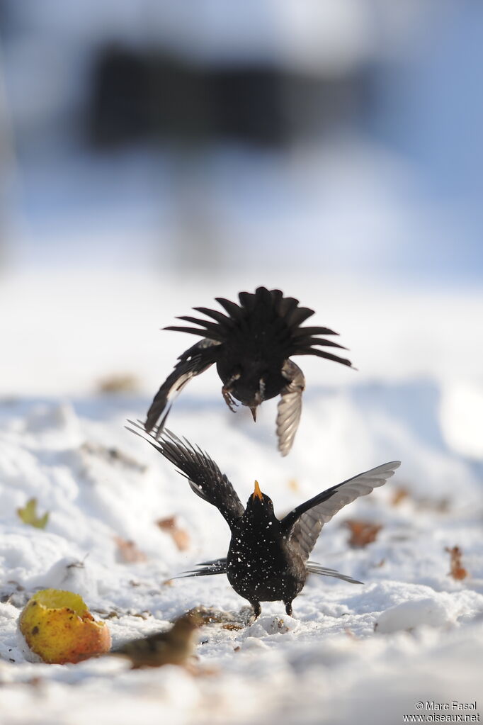 Common Blackbird male adult post breeding