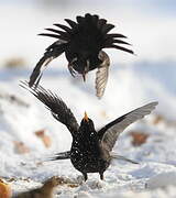 Common Blackbird