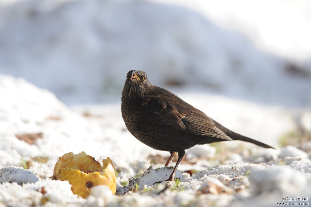 Common Blackbird male immature