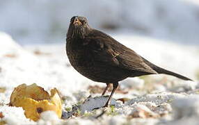 Common Blackbird