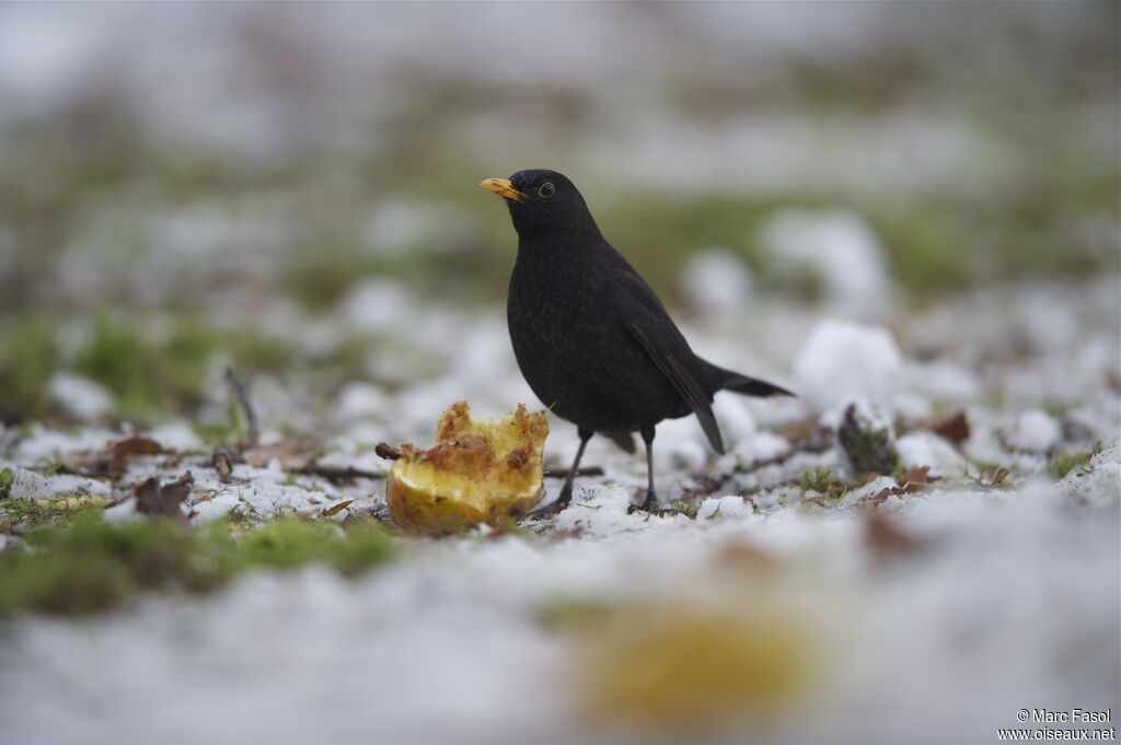 Common Blackbird male adult post breeding, feeding habits