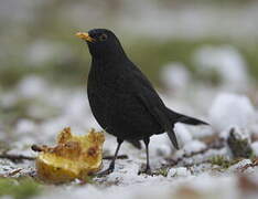 Common Blackbird