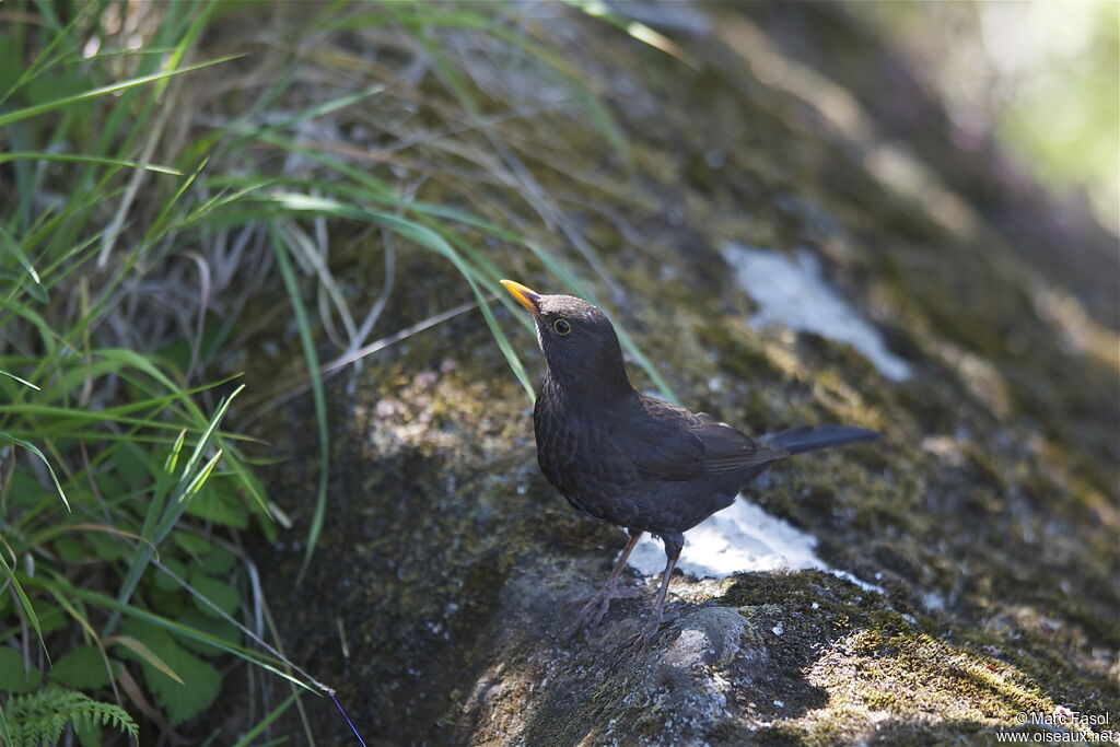 Common Blackbird female adult breeding, identification