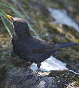 Common Blackbird