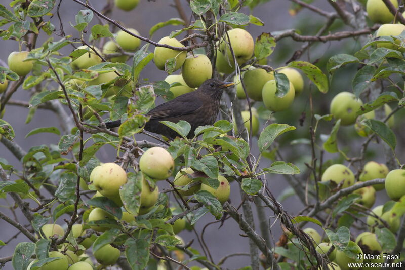 Common Blackbird female adult, identification, feeding habits