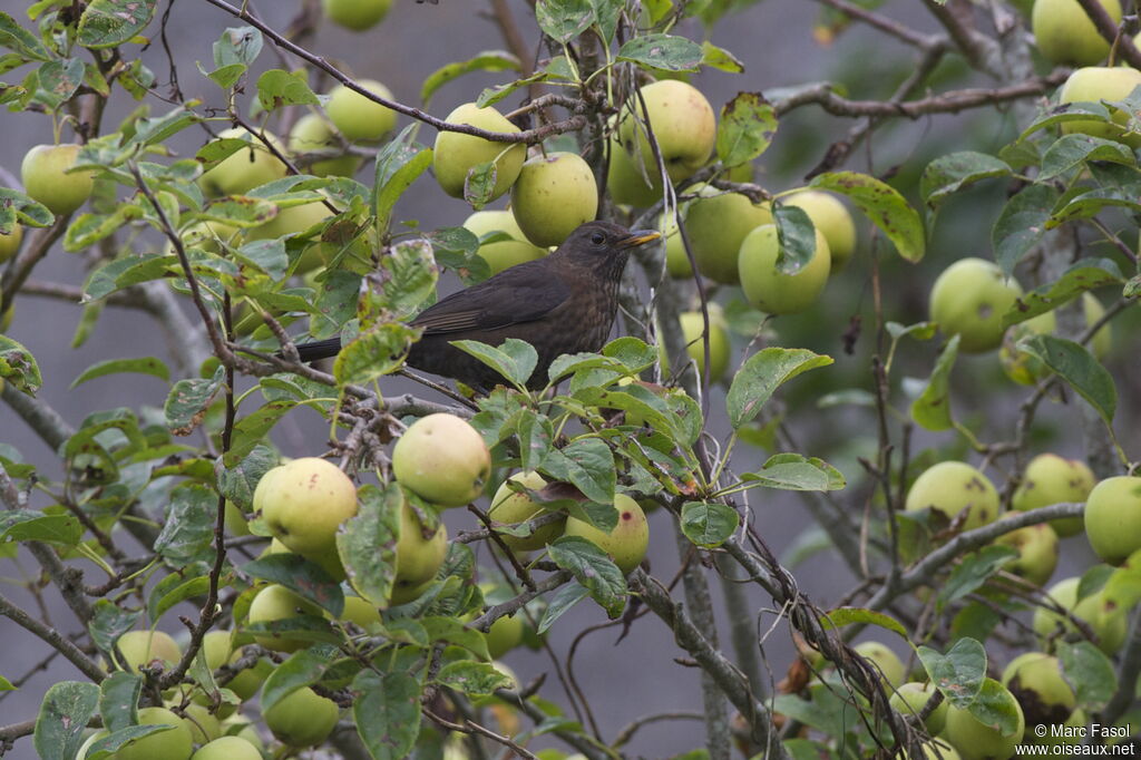 Merle noir femelle adulte, identification, régime