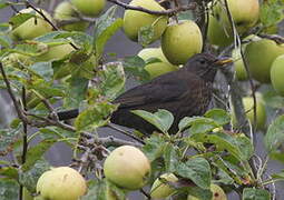 Common Blackbird