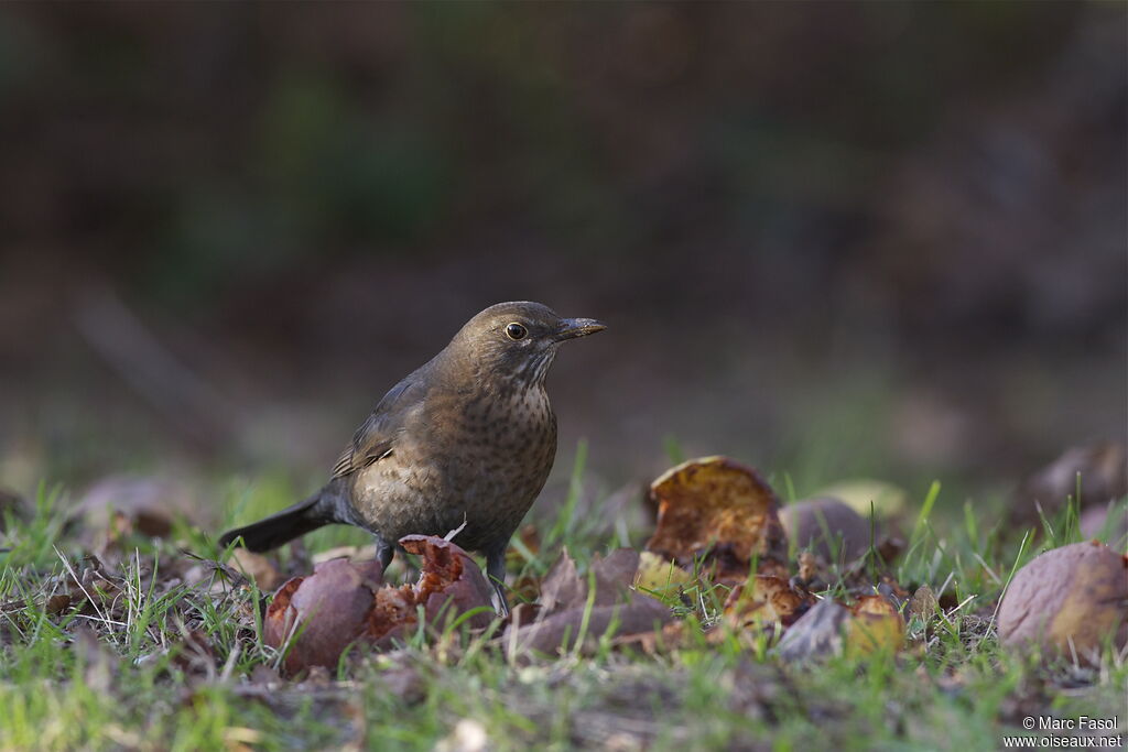 Common Blackbird female, identification, feeding habits