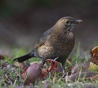 Common Blackbird