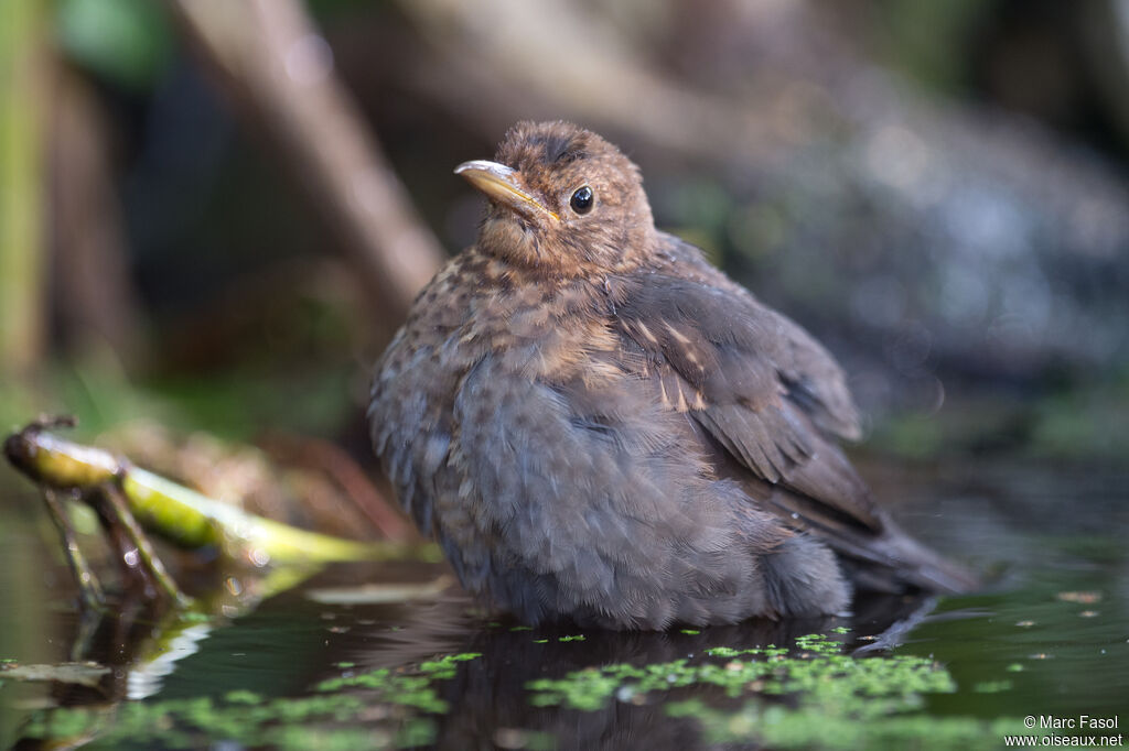 Common Blackbirdjuvenile, care