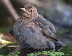 Common Blackbird