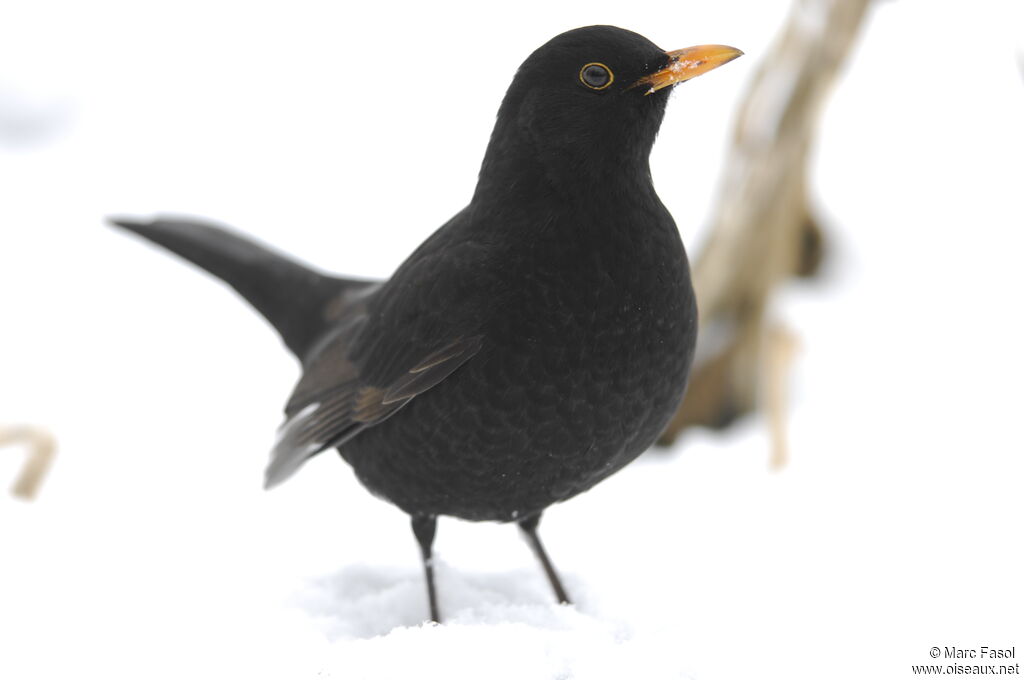 Common Blackbird male, identification