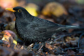 Common Blackbird