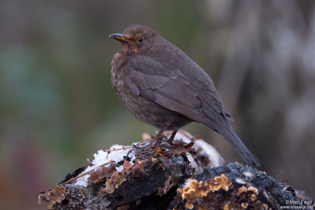 Common Blackbird female adult, identification