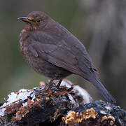 Common Blackbird