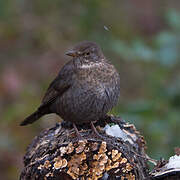 Common Blackbird