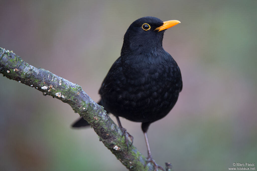 Merle noir mâle adulte, identification