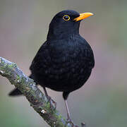 Common Blackbird